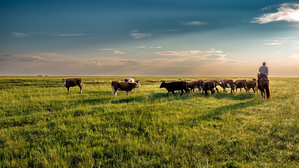 From Burgers to Biodiversity: McDonald’s Grassland Push