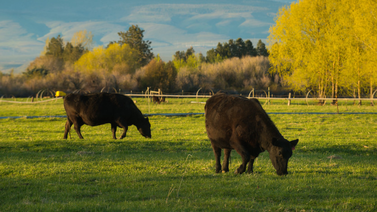 Cattle grazing on green pasture promoting regenerative farming practices