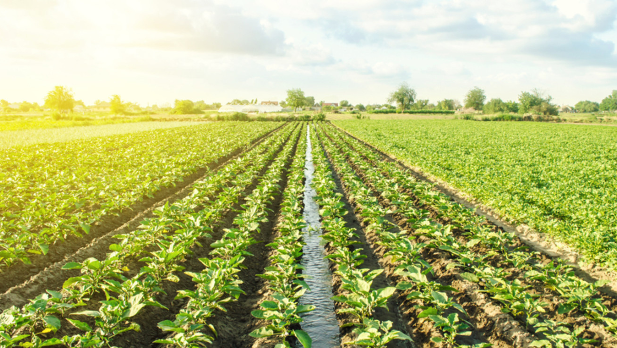Rows of young crops growing in a sunlit field with irrigation between planting lines.