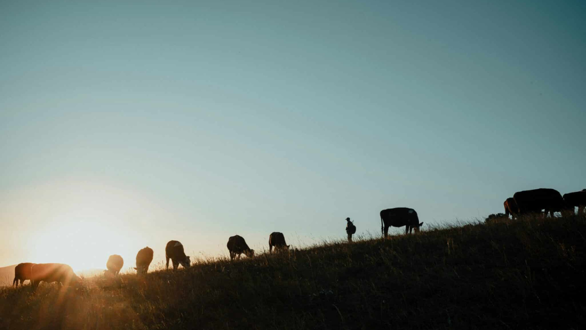 Cattle grazing on a hillside at sunrise with rancher silhouette in background