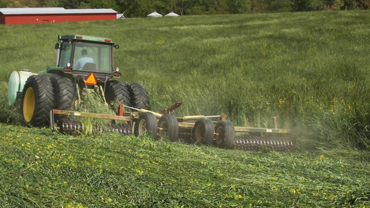 Tractor rolling dense cover crops in green field during regenerative farming work