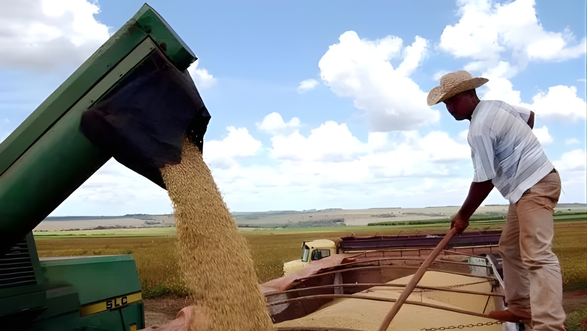 Farmer leveling harvested grain in trailer beneath flowing grain chute on open farmland