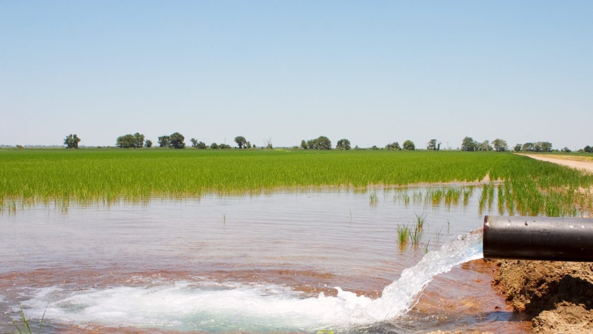 Water flowing from irrigation pipe into flooded rice field under clear sky.