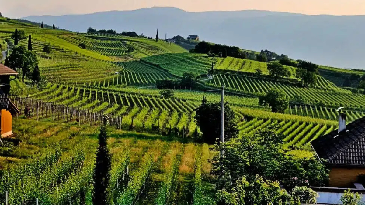 Lush terraced agricultural landscape stretching across hillside.