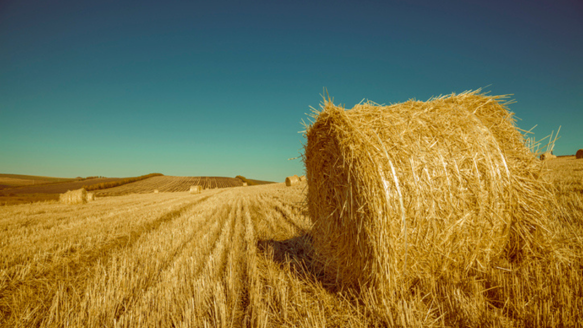 Large hay bale in a harvested field under clear blue sky