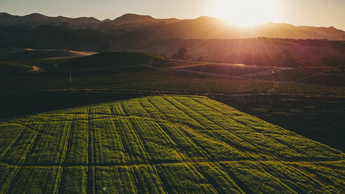 Regenerative crop fields at sunrise illustrating sustainable farming practices
