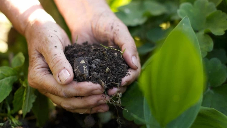 Hands holding dark soil among green crop plants