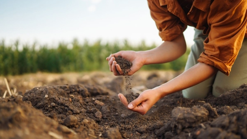 Farmer examining soil by hand in a cultivated field
