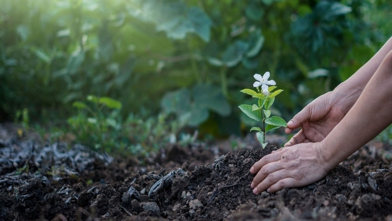 Hands planting young seedling in fertile soil