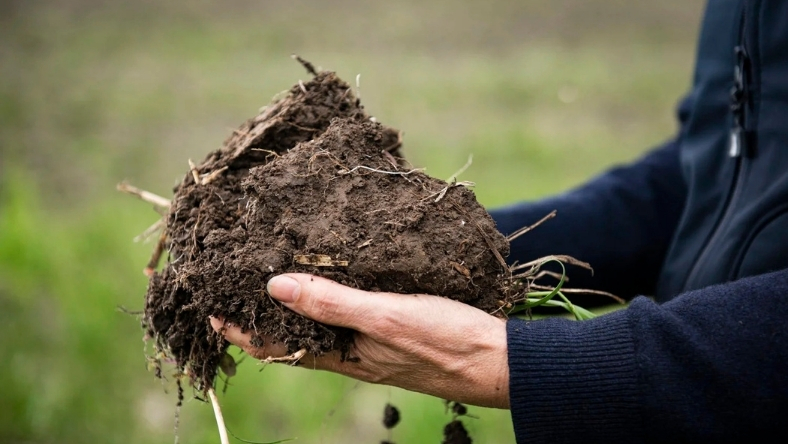 Farmer holding rich soil sample in field