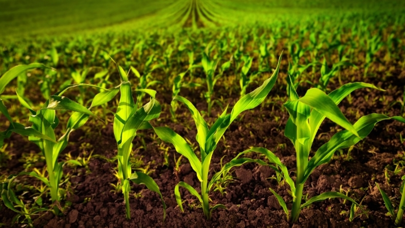 Green corn seedlings sprouting in rows across fertile farmland